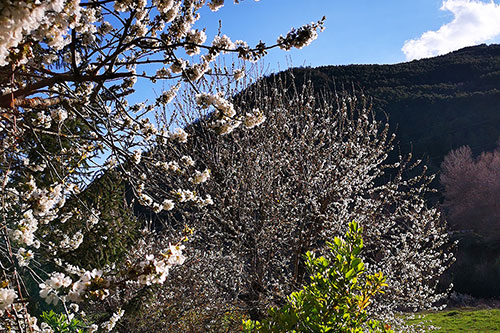 Turismo rural en Jaca Los Cerezos